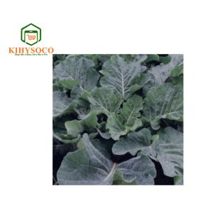 Kale Thousand Headed