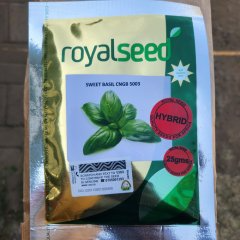 Basil Sweet CNGB 5003 F1