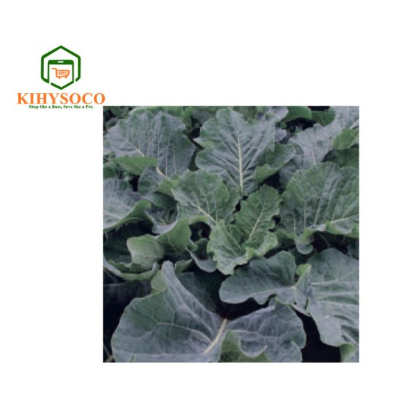 Kihysoco - Best, Reliable, and Affordable Shop for Kale Thousand Headed OPV Seeds in Nairobi