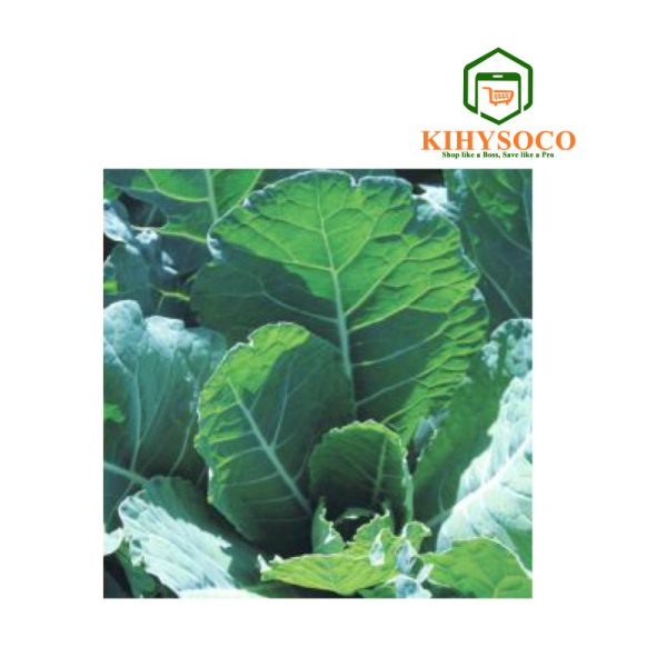 Kihysoco - Best, Reliable, and Affordable Shop for Collard Georgia OPV Seeds in Nairobi