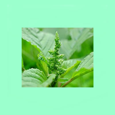 Amaranthus (Terere)