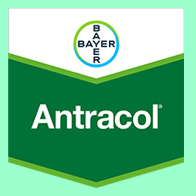 Antracol WP 70 - 500 Grams