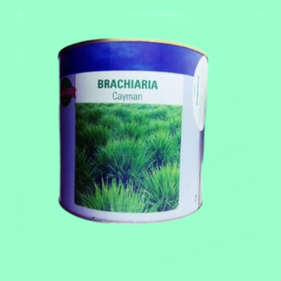 Brachiaria Cayman (Amiran)