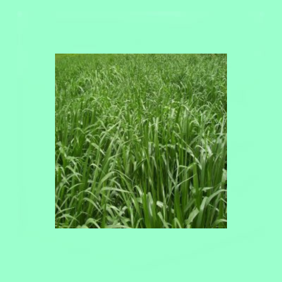 Brachiaria Hybrid Grass