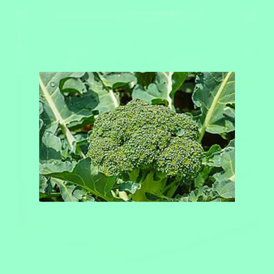 Brocolli Calabrese
