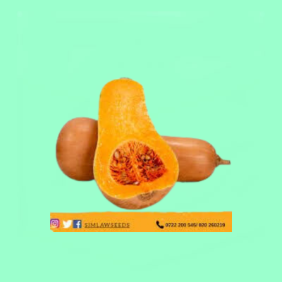 Butternut Jupiter F1