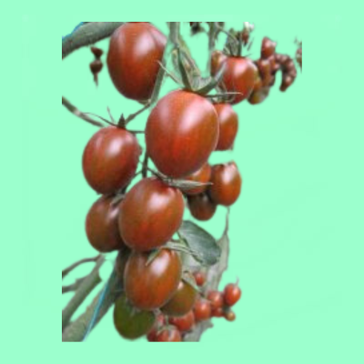 Cherry Tomato Cherry (Chocolate)