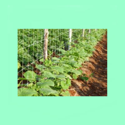Crop Support Net