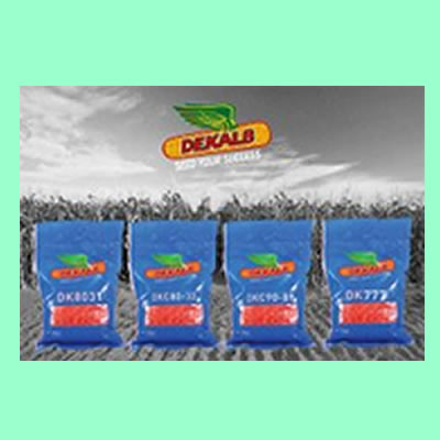 DKC90-89 Hybrid Maize - 2Kg