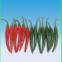 DAIYA 619 F1 - 5 Grams
