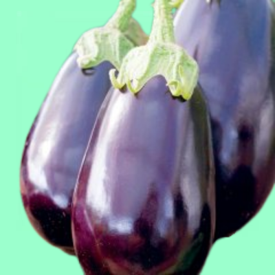 Eggplant Black Beauty