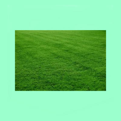 Kikuyu Grass