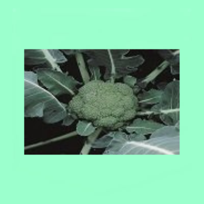 Montop - 2500 Seeds