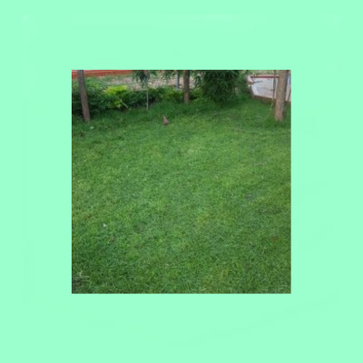 Paspalum Grass