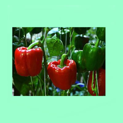 Pepper F1 Hyb Douple Up