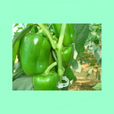 Pepper Evergreen (Top 168)