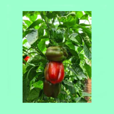 Pepper Geva F1