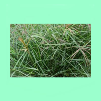 Rhodes Grass Katambora