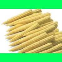 Baby Corn SG18 F1