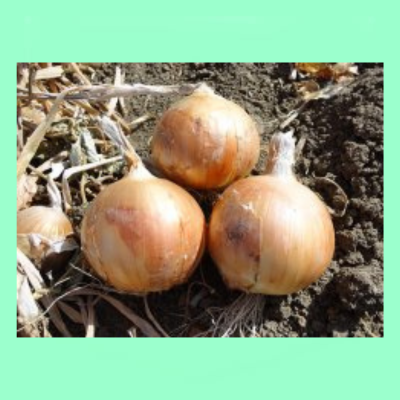Sirius F1 Onion