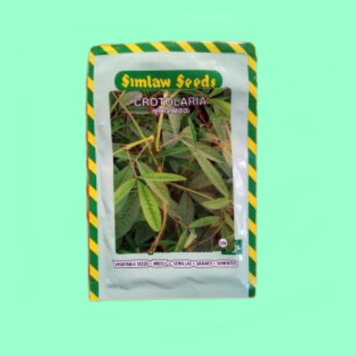 Spider Plant (SAGA)