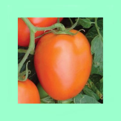 Tomato Kibo Star F1