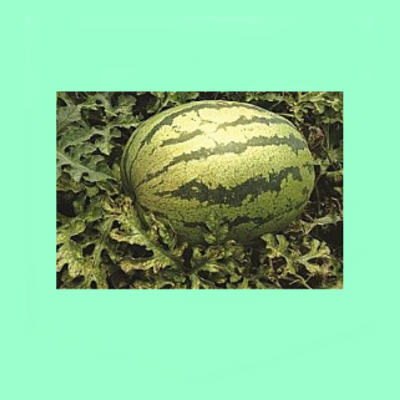 Watermelon Sweet Rose F1